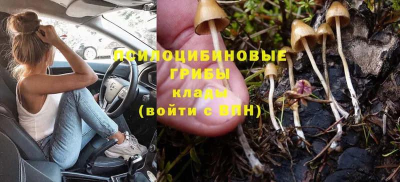 Псилоцибиновые грибы Magic Shrooms  blacksprut вход  Нижнеудинск 